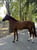 Horse ad