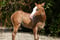 Annuncio cavallo