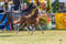 Anuncio de caballos