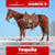 Anuncio de caballos
