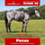 Horse ad