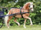 Paardadvertentie