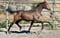 Horse ad