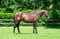Annuncio cavallo