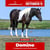 Paardadvertentie