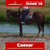 Annuncio cavallo
