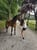 Horse ad