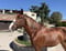 Horse ad