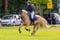 Horse ad