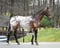 Horse ad