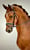 Horse ad