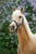 Annuncio cavallo