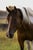 Horse ad