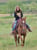 Horse ad