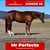 Annonce cheval