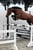 Annuncio cavallo