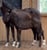 Annonce cheval