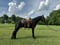 Horse ad