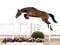 Annonce cheval