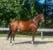 Horse ad