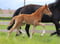 Annuncio cavallo