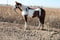 Horse ad