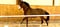 Annuncio cavallo