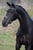 Annuncio cavallo