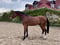 Horse ad