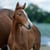 Horse ad