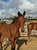 Horse ad