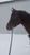 Horse ad