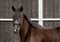 Annonce cheval
