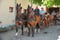 Horse ad