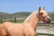 Annuncio cavallo
