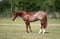 Annuncio cavallo