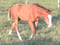 Annuncio cavallo