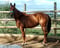 Horse ad