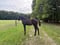 Horse ad