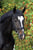 Horse ad