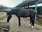 Horse ad