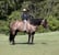 Horse ad