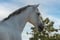 Horse ad