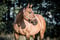 Annuncio cavallo