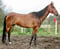 Horse ad