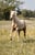 Annuncio cavallo