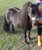 Annuncio cavallo