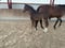 Annuncio cavallo