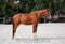 Horse ad