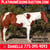 Horse ad